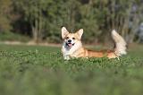 CORGI PEMBROKE 656